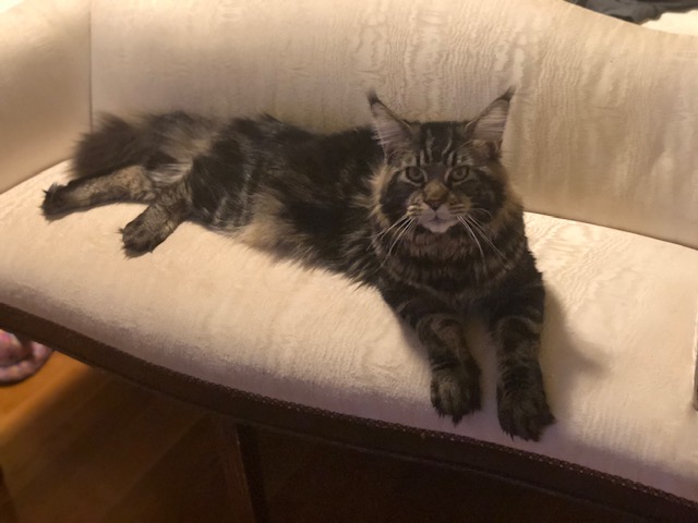 Dolce Bestiya Faberge - Adult maine-coon 10 months 0.5 weeks