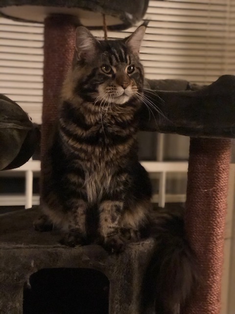 Dolce Bestiya Faberge - Adult maine-coon 10 months 1 week