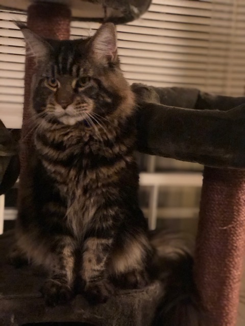 Dolce Bestiya Faberge - Adult maine-coon 10 months 1 week
