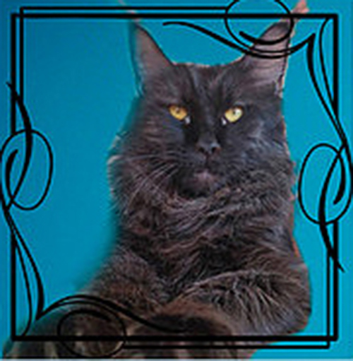 Sharm World West Wind - maine-coon