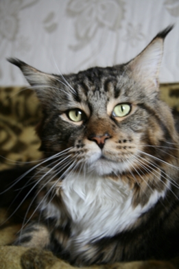 Country Gulliver's Good-Jinni - maine-coon
