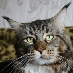 Country Gulliver's Good-Jinni