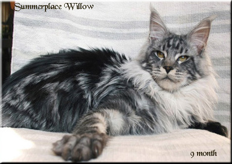 Summerplace Willow - maine-coon