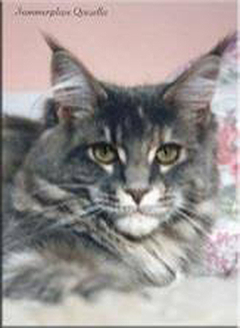 Summerplace Quesella - maine-coon