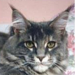 Summerplace Quesella