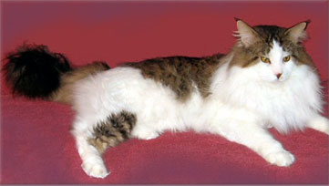 TheCatHut Joshua - maine-coon 02/26/2008