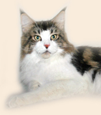 Moscow Star's Sir Richard Bassington - Adult maine-coon 2 years 4 months 1.5 week