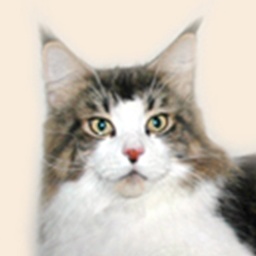 Moscow Star's Sir Richard Bassington