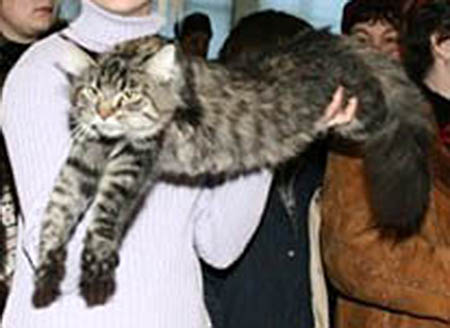 Lucky Coon Eva Brown - maine-coon