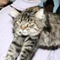 Lucky Coon Eva Brown