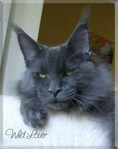Big Kitty Wild Lover - maine-coon
