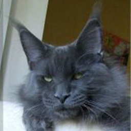 Big Kitty Wild Lover