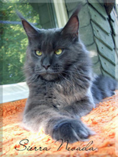 Langstteich's Sierra Nevada-Blue - maine-coon