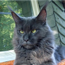 Langstteich's Sierra Nevada-Blue