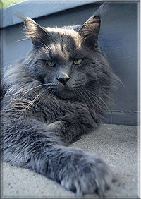 Langstteich's Navajo-Blue - maine-coon