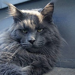 Langstteich's Navajo-Blue