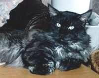 Odysseus of Mount Mac Kinley - maine-coon