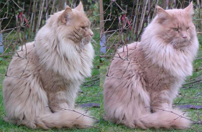 Yankee Cats Elton John of Baydar - maine-coon