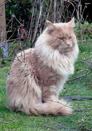 Yankee Cats Elton John of Baydar - maine-coon