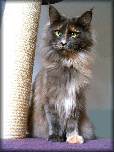Pillowtalk's Endless Love - maine-coon
