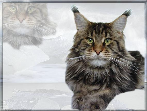 Pillowtalk's Xtro Energy - maine-coon
