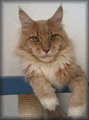 Eldon Antonio - maine-coon