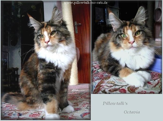Pillowtalk's Octavia - maine-coon