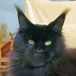 Butterflydusts Gentleman Gianno