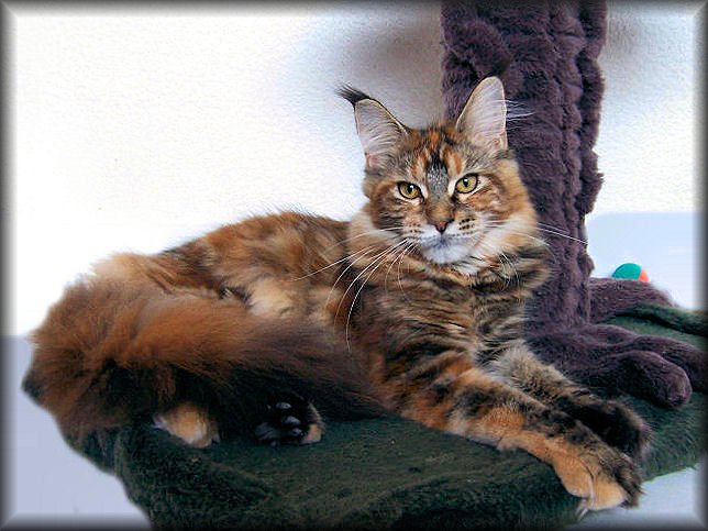 Pillowtalk's Hot Kiss - maine-coon