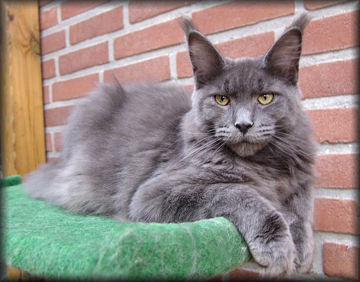 Cool Motion's Blue Lagoon - maine-coon
