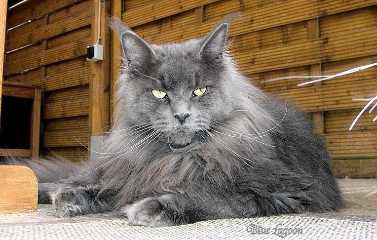Cool Motion's Blue Lagoon - maine-coon