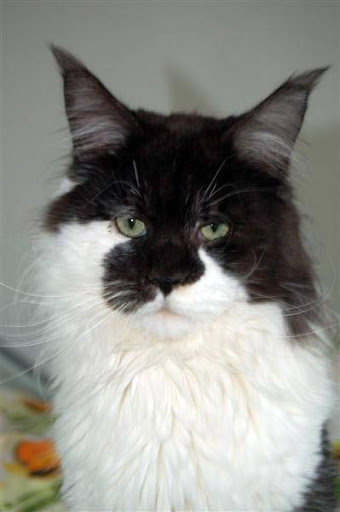 Gigolo vom Maiwinkel - maine-coon