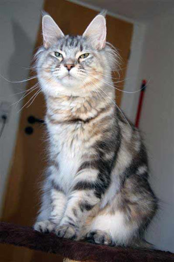 Dotcom Minellastorm - maine-coon
