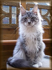 Treasure Island's Ice Man - maine-coon
