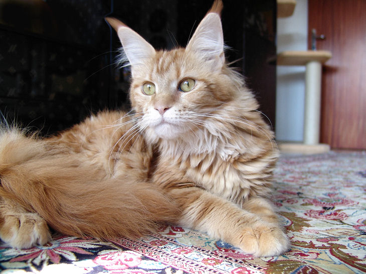 Cool Motion's Sweet-Temptation - Adult maine-coon 1 year 4 months 1 week