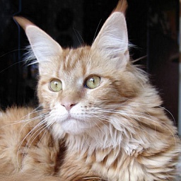 Cool Motion's Sweet-Temptation