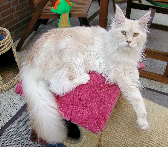 Pillowtalk's Jungle Man - maine-coon