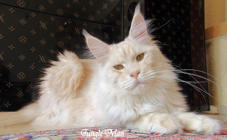 Pillowtalk's Jungle Man - Adult maine-coon 1 year 11 months 1.5 week