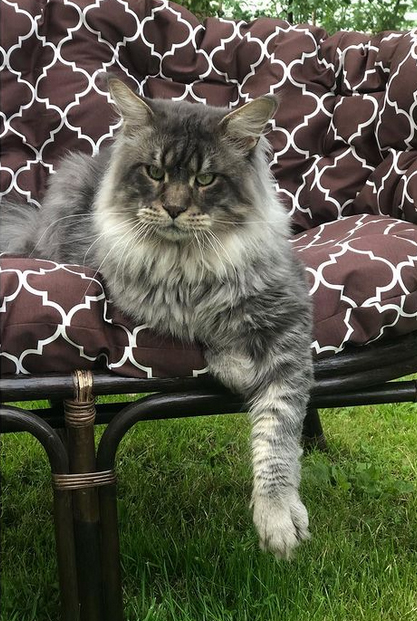 Langstteich's JP'Kaschmir - maine-coon