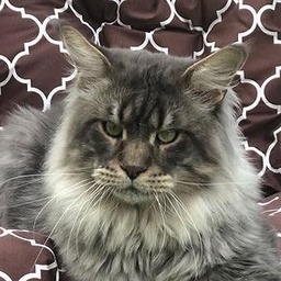 Langstteich's JP'Kaschmir