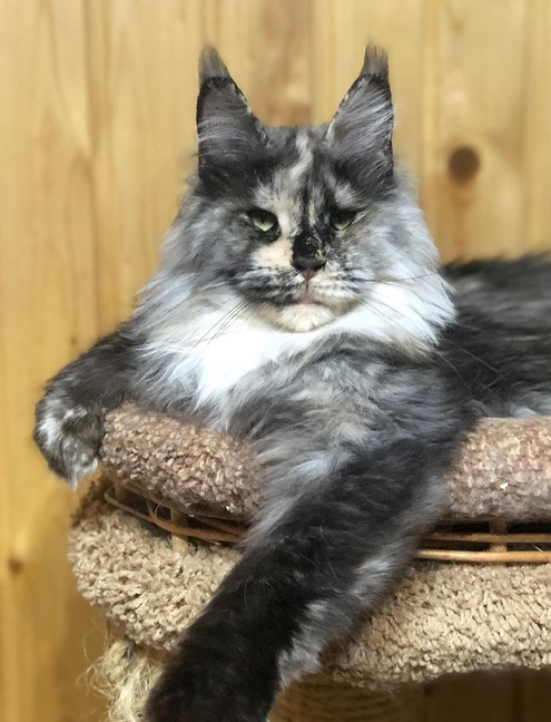 Pillowtalk's Mon Chi Chi - maine-coon