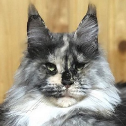 Pillowtalk's Mon Chi Chi