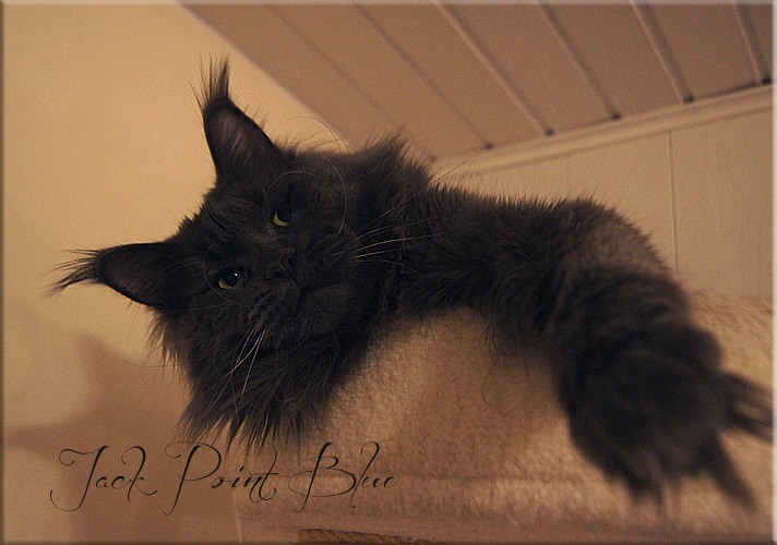 Langstteich's Jack Point Blue - maine-coon