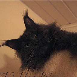 Langstteich's Jack Point Blue