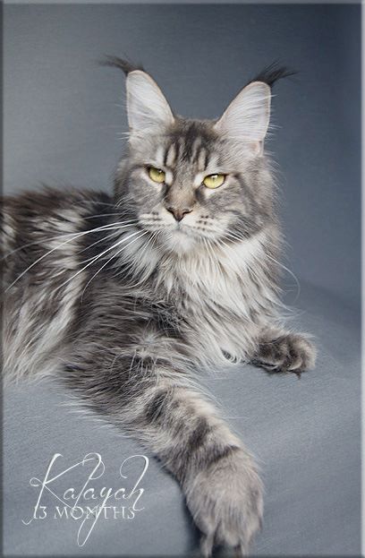 Langstteich's Kalayah - maine-coon