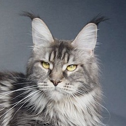 Langstteich's Kalayah