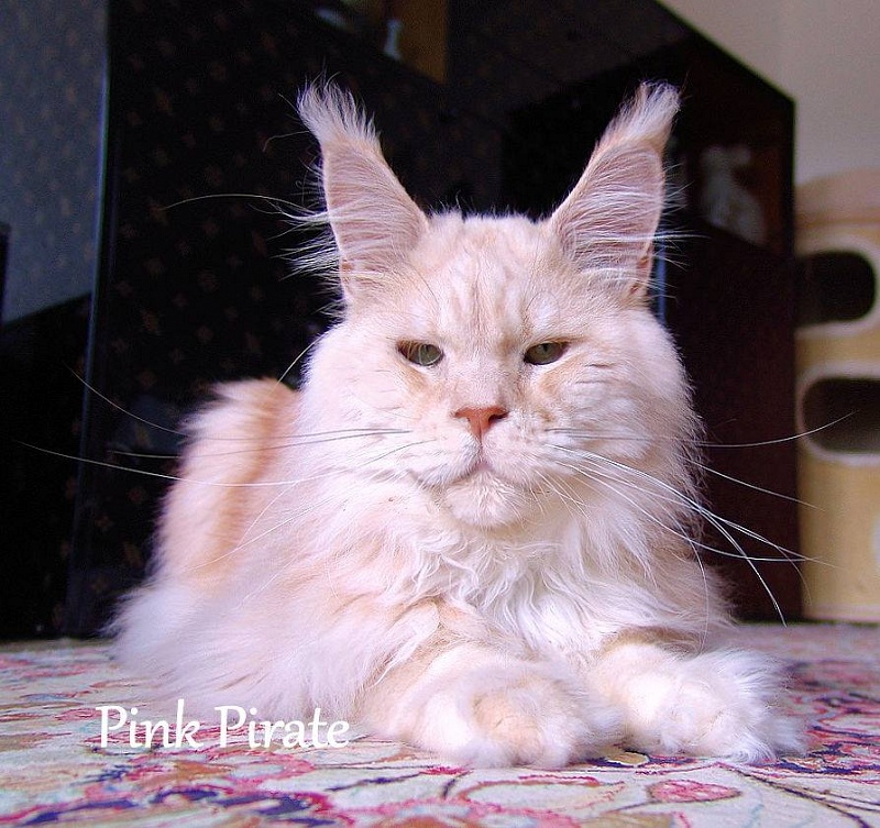 Pillowtalk's Pink Pirate - maine-coon