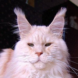 Pillowtalk's Pink Pirate