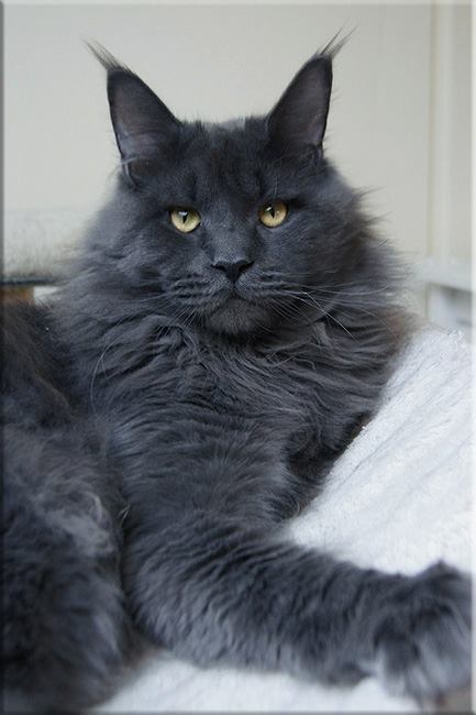 Langstteich's Sexy Blue Jackpot - maine-coon