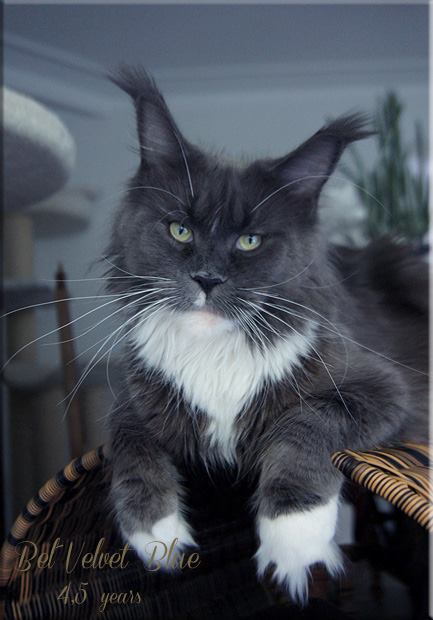 Langstteich's SC'Bel'Velvet Blue - maine-coon